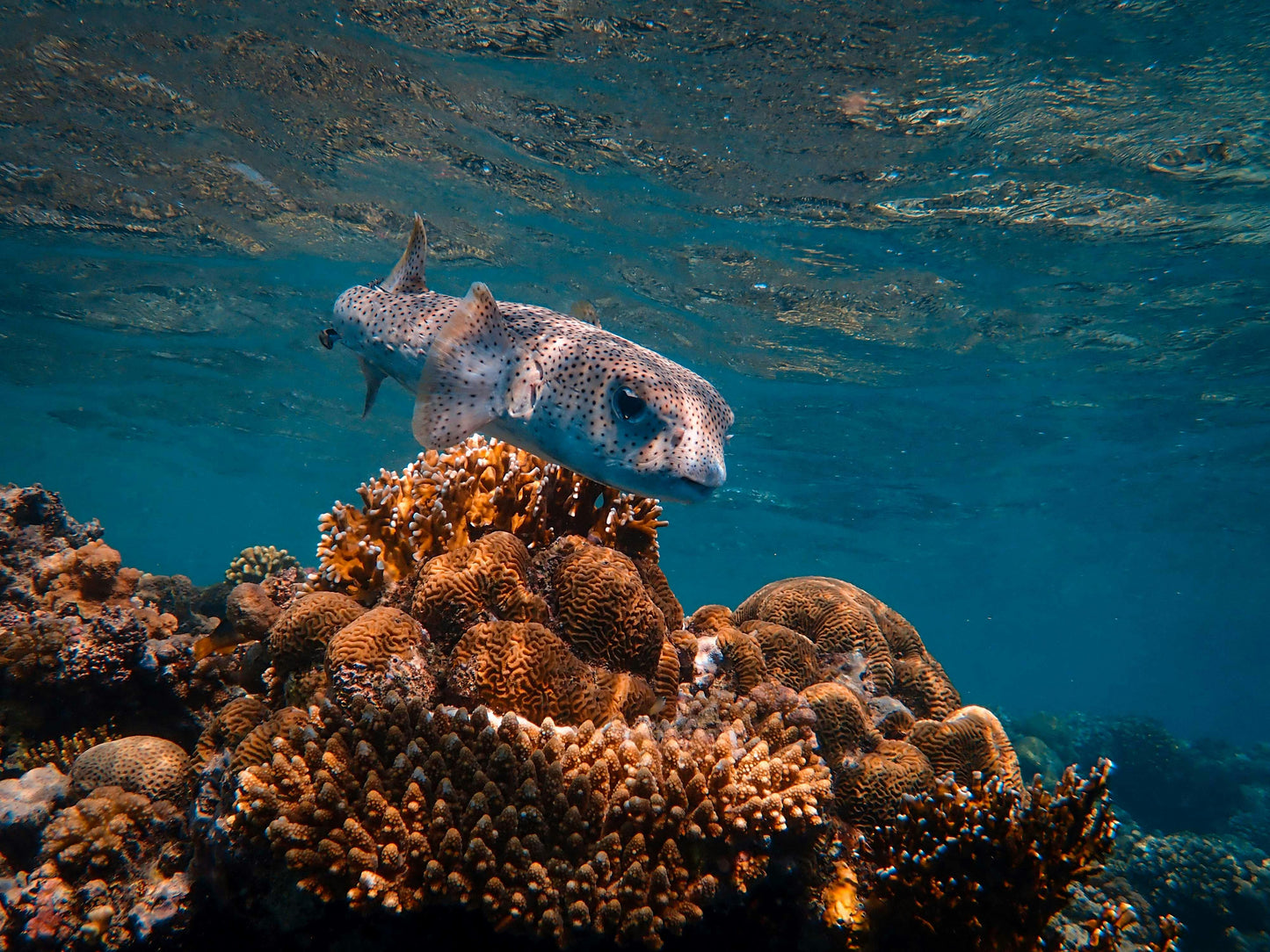 Dubai Aquarium and Underwater Zoo